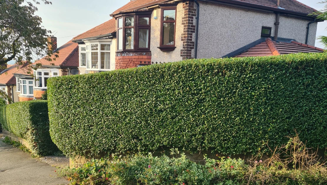 hedge-trimming-sheffield